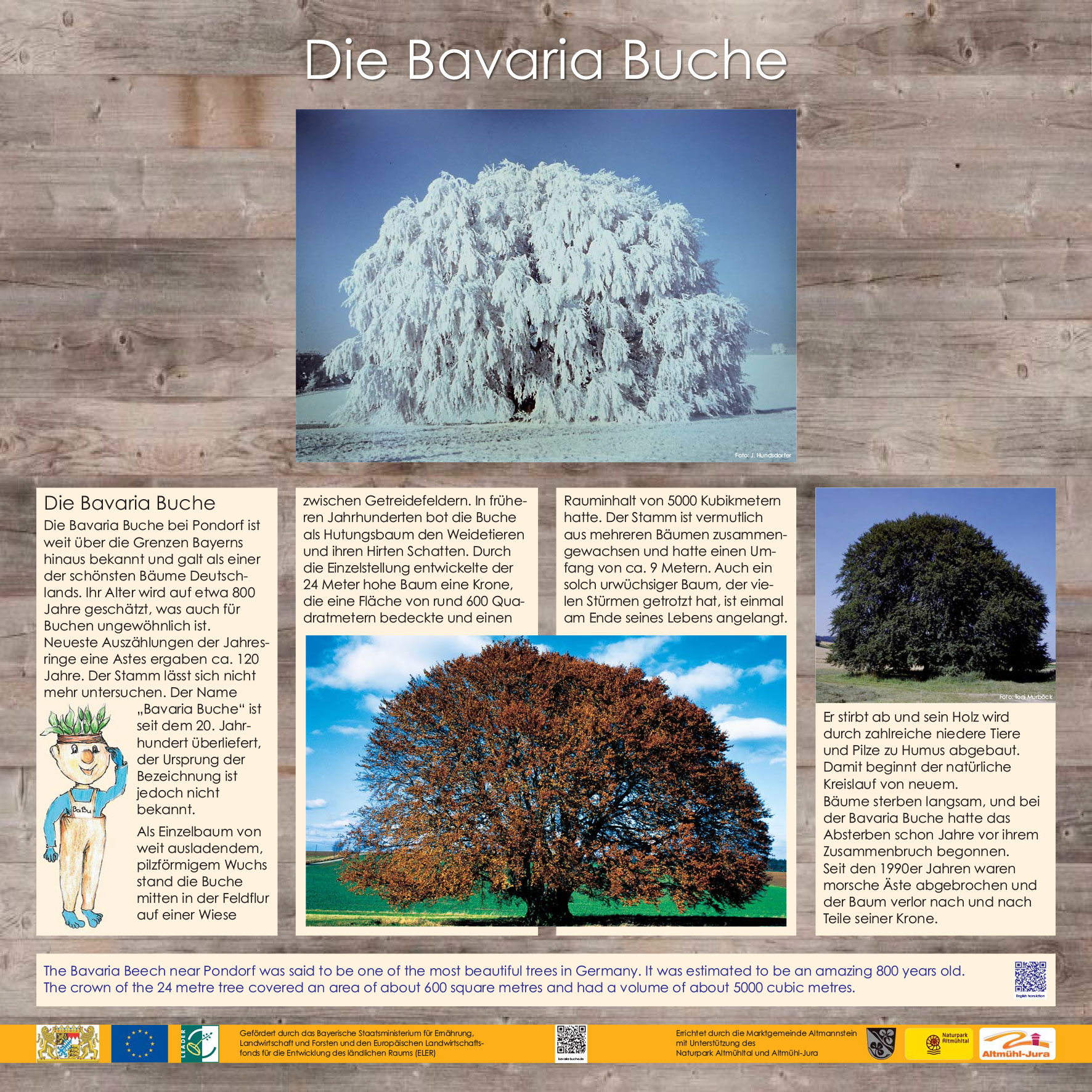 Die Bavaria Buche