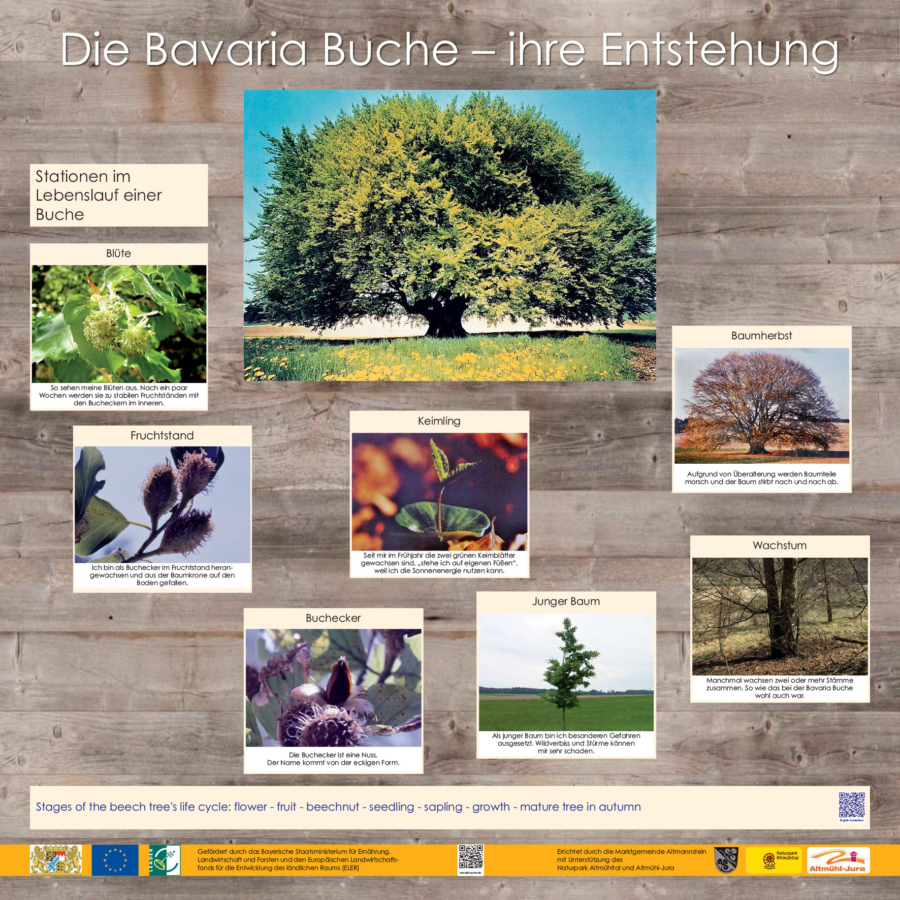 Die Bavaria Buche - Entstehung