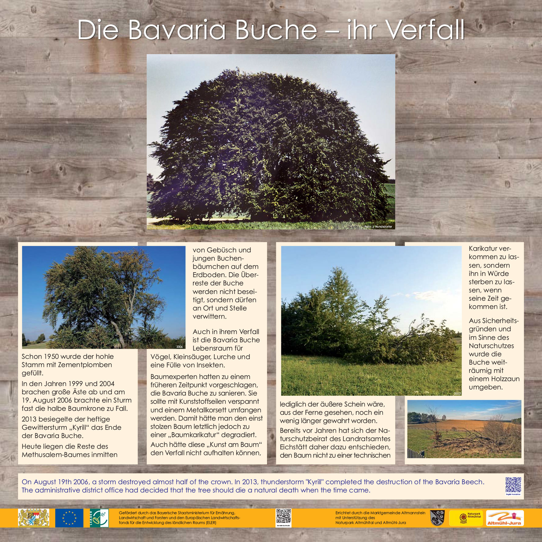 Die Bavaria Buche - Verfall