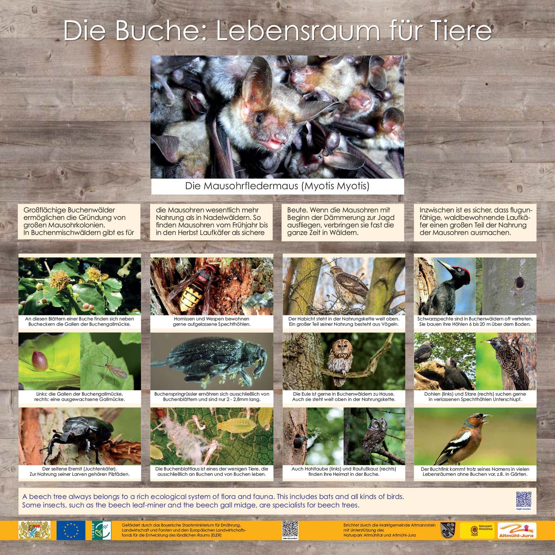 Die Bavaria Buche - Tiere