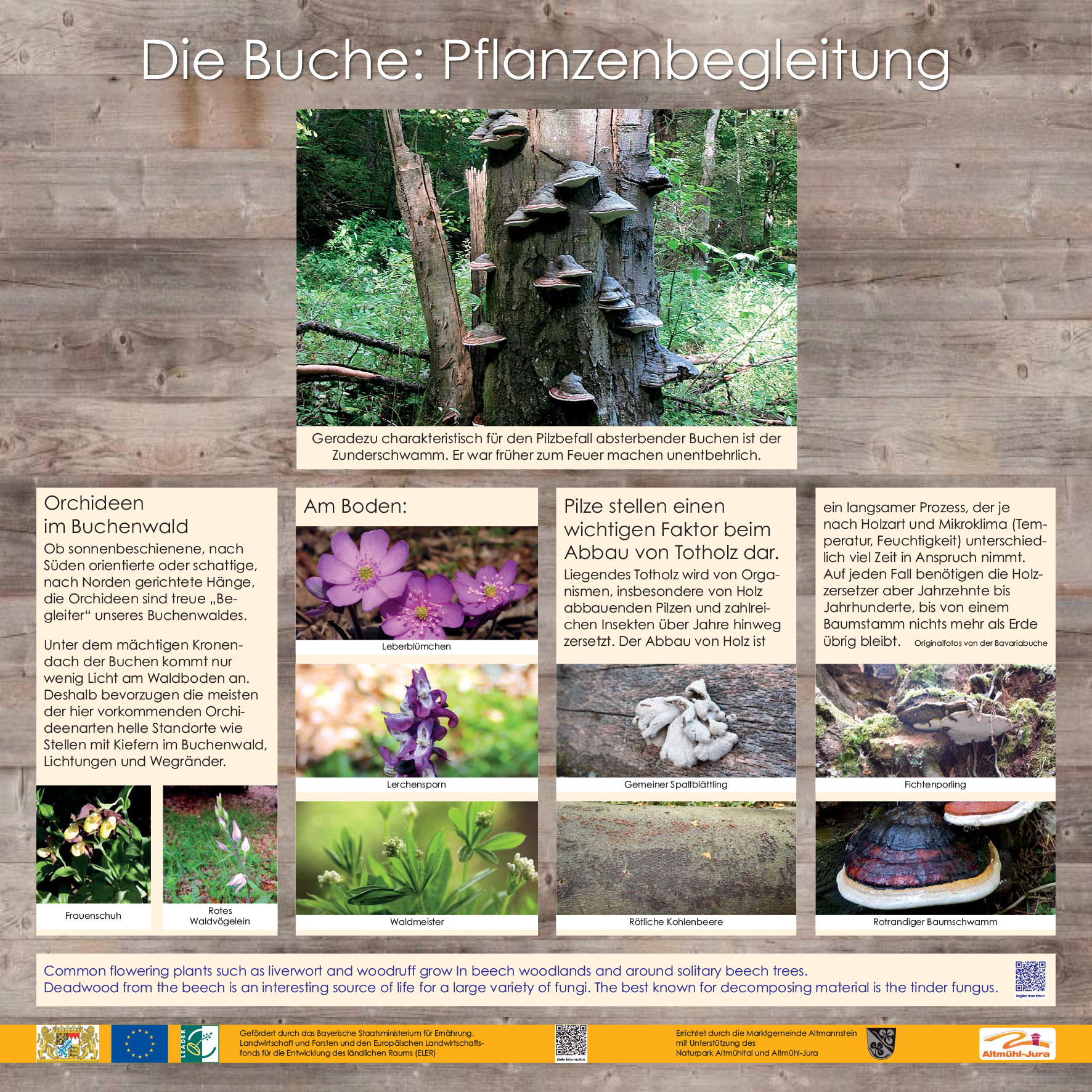 Die Bavaria Buche - Pflanzen